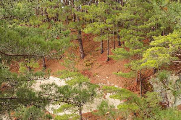 A serene forest scene with tall pine trees on a sloped terrain. The ground is covered with fallen pine needles, creating a reddish-brown carpet. The lush green foliage contrasts with the earthy tones