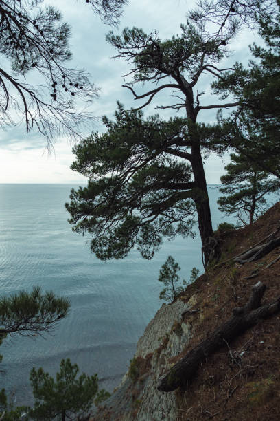 istock A serene coastal scene with pine trees on a rocky cliff overlooking a calm sea 2158272968