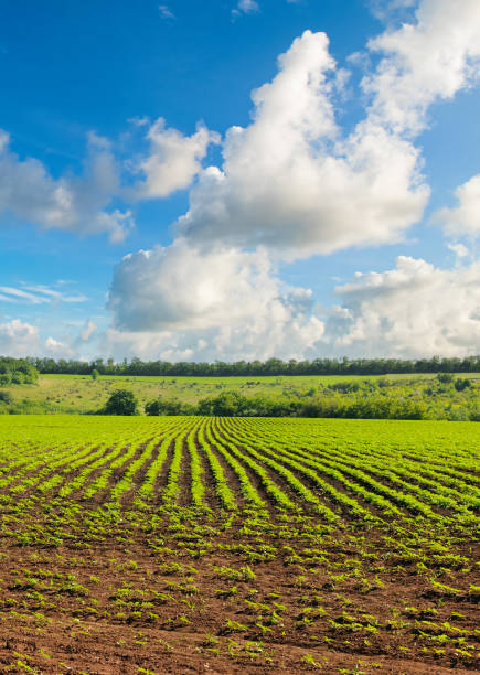 istock Sunflowers field and blue sky. Vertical photo. 2158273005