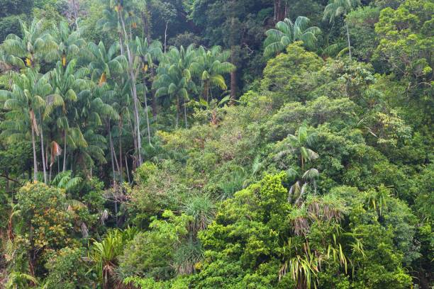 istock Rainforest background in Borneo, Malaysia 2158273261