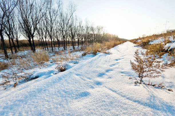 istock The forest footpath covering with snow 2158273770