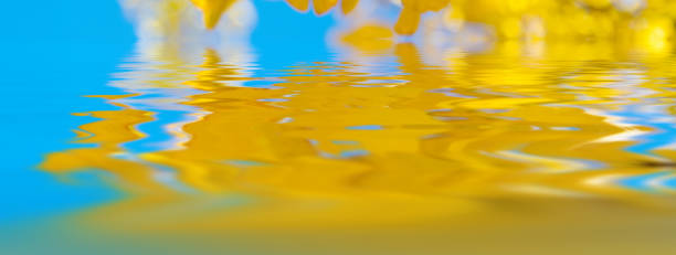 Yellow leaves reflected in the water