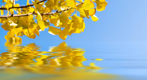 Yellow ginkgo leaves above the water