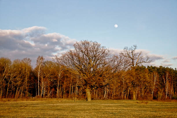 istock Clouds drift by as the moon overlooks bare trees and grassland. 2158276356