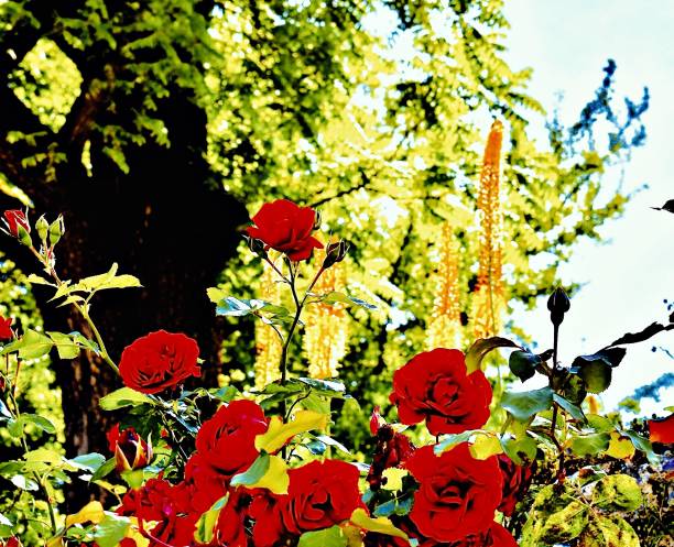 Sun Kissed Climbing Roses and Ferns