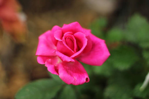 Selective focus, close up. Blossom pink rose in garden.