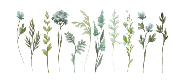 istock Wildflowers set watercolor vector illustration with thin spikelets and twigs. Hand drawn meadow blue and green wild flower isolated floral bundle for invitation design and card template. 2158279603