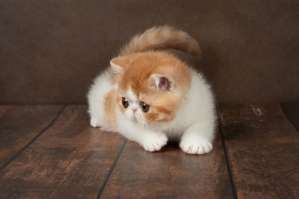 istock small beautiful red kitten exotic on a brown studio background. Color red with white 2158279956
