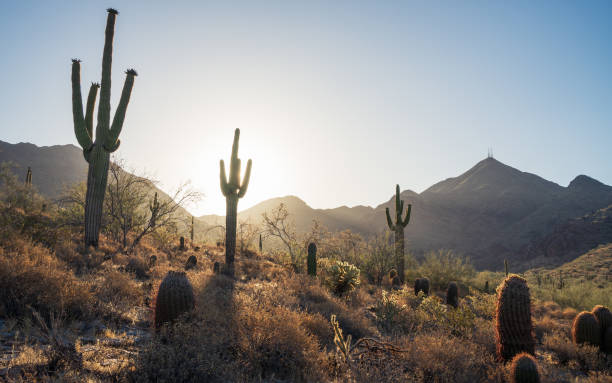 istock Saguaro sunrise silhouettes in sonoran desert 2158280199