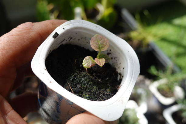 istock man holding pot with young germinated kiwi plant growing from seed 2158283461