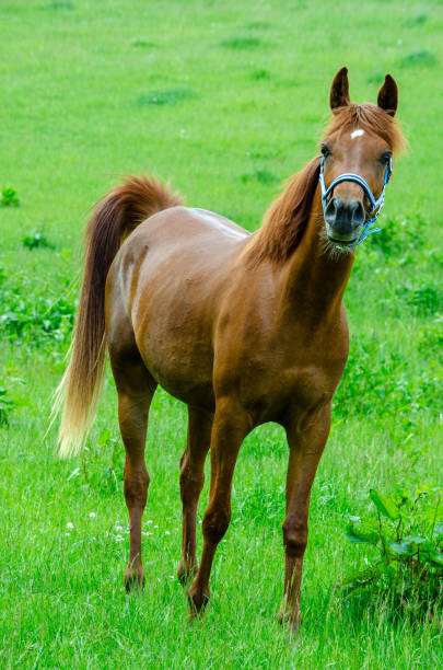 Domestic horse on a pasture in the mountains after a thunderstorm