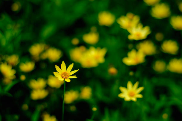 yellow flower blooming in spring nature background