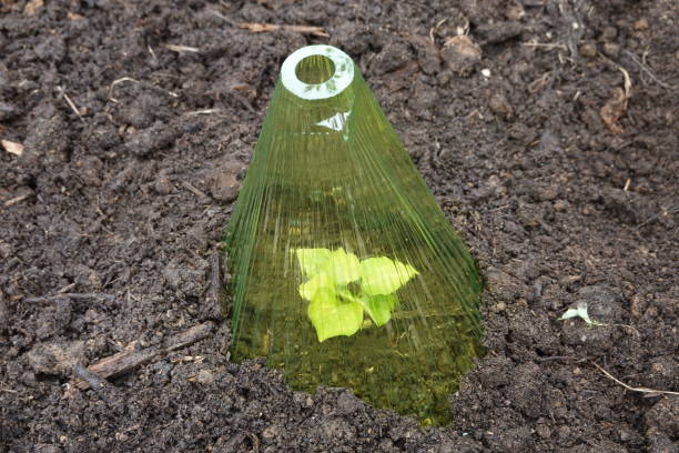 sweet potato plant protected from low temperatures with plastic bottles