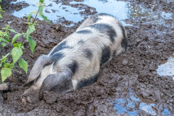 spotted land pig wallows in the mud