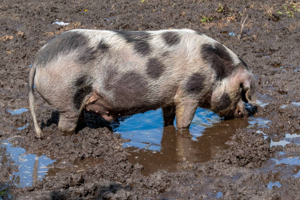 istock spotted land pig wallows in the mud 2158287540