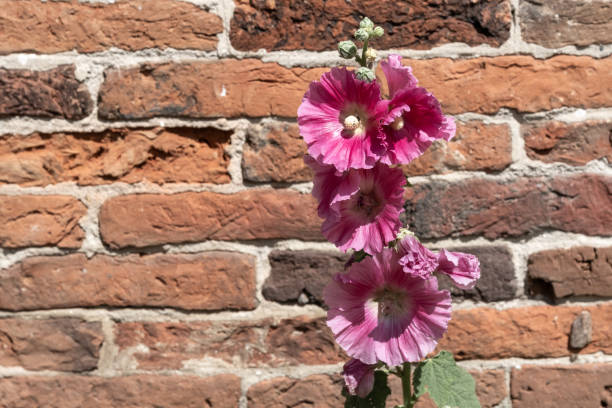 red hollyhock in front of brick wall