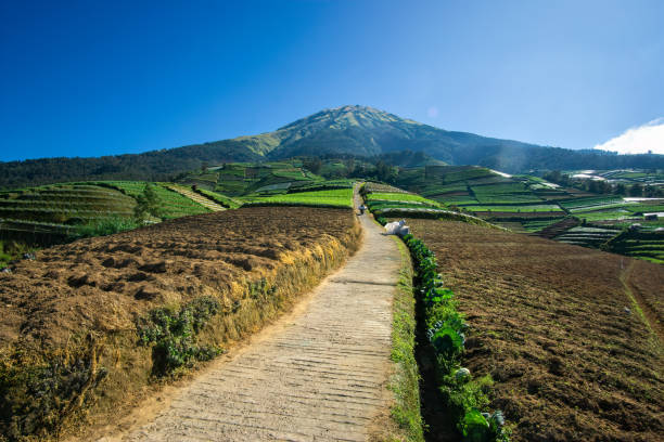 Mount Sumbing stands majestically against the clear blue sky, its peaks bathed in the golden light of the midday sun. Verdant slopes stretch out below, dotted with lush greenery and winding trails that invite adventurers to explore. The crisp, clean air is filled with the gentle whispers of the wind and the distant chirping of birds, creating a serene and awe-inspiring atmosphere. This stunning landscape captures the raw beauty and tranquility of nature, offering a perfect escape from the hustle and bustle of everyday life.
