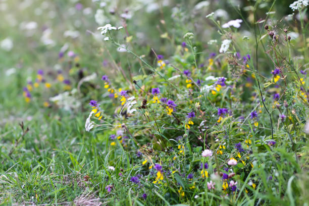 istock Wildflowers and plants on summer field. 2158288771