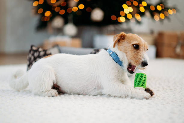istock Cute jack russell terrier on a floor with a green toy 2158289808