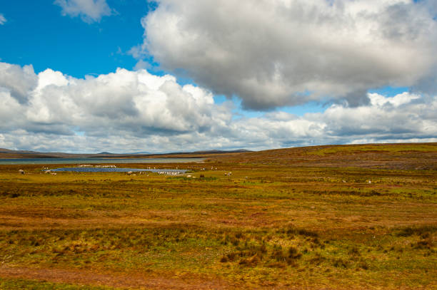 istock Volunteer Point, Falkland island 2158290302
