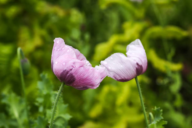 Two pink flowers on summer field.