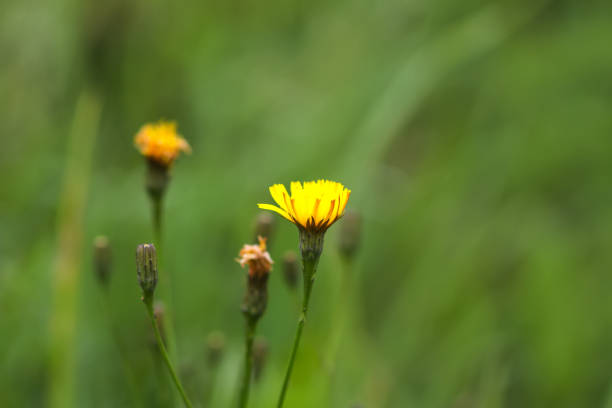 Wildflowers on summer field.