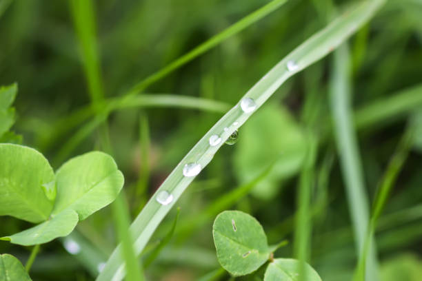 Wet green grass close up.