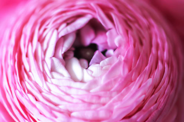 Delicate beautiful bouquet of pink flowers.