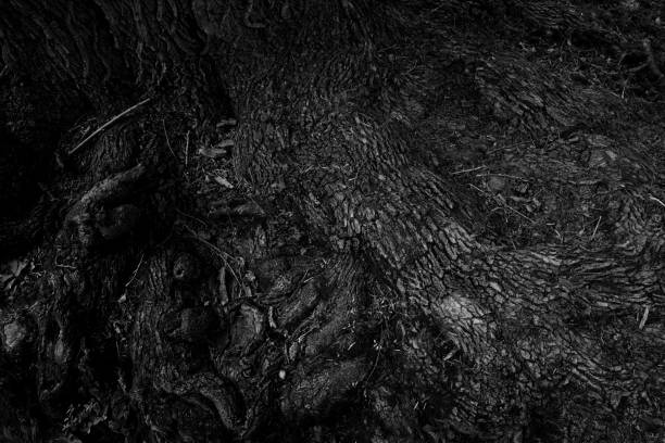 Monochrom Sensor series : Roots of life