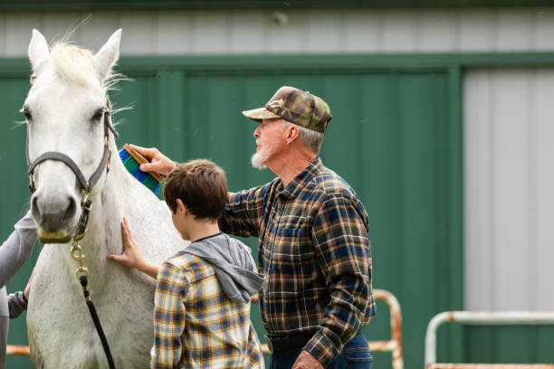 istock Beautiful white horse waits patiently during brushing 2158291483