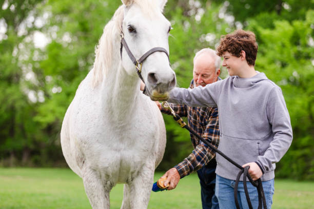 istock Senior man brushes horse as grandson holds lead 2158291486