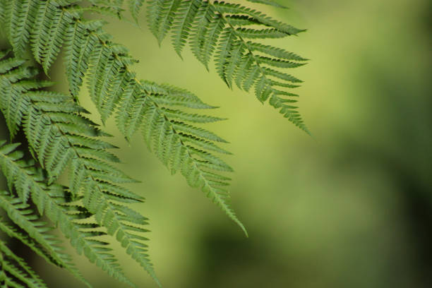 istock fresh green leaves in tropical rainforest 2158294047