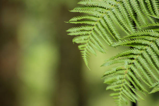 fresh green leaves in tropical rainforest background