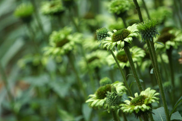 Close up of Daucus Carota flower