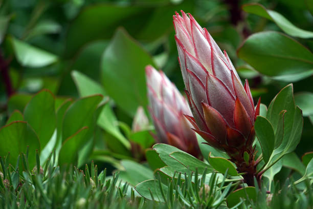 Protea is a genus of South African flowering plant and they are also called Sugarbushes.