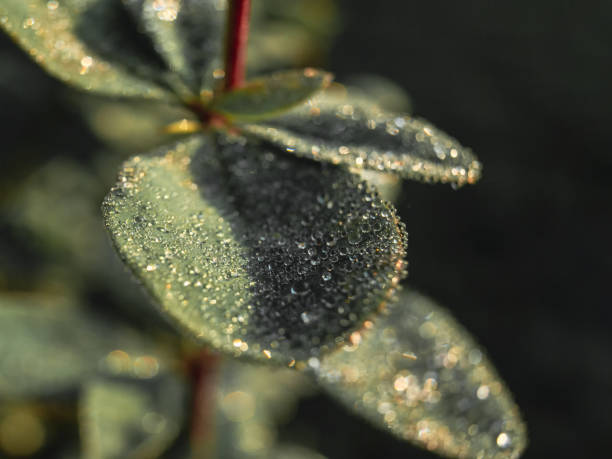 Selective focus. Macro close up of a hairy leaf covered in early morning dew droplets sunlight lighting. Copy space.