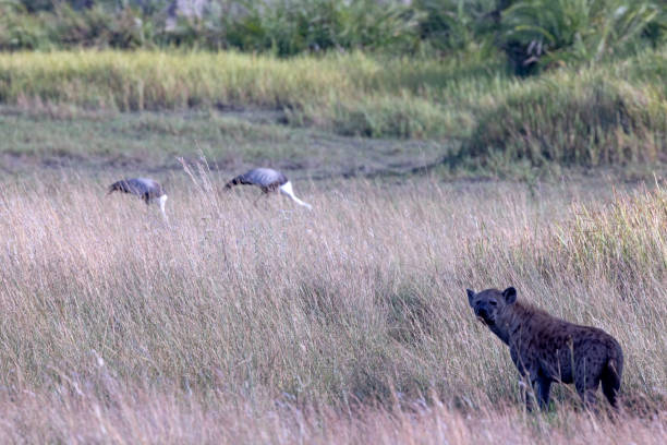 Taken in the Okavango Delta, Botswana