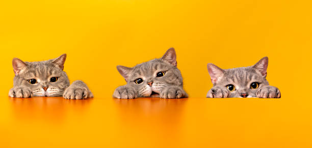British Shorthair Cat portrait