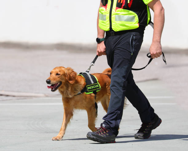 Trained molecular detection dog on the job