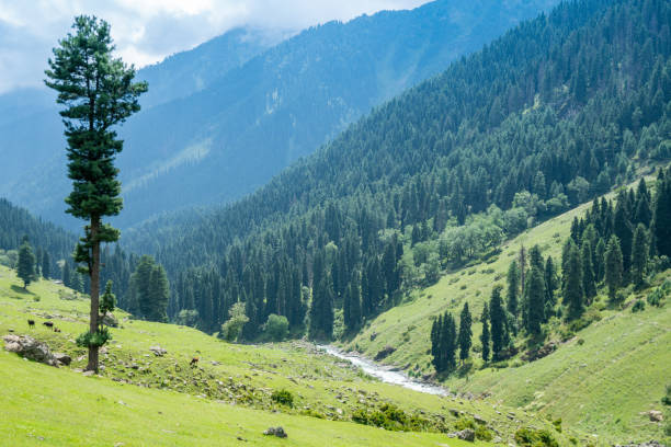 istock A river runs through a green forest in the Himalayas, highlighting its natural beauty, Kashmir, India 2158302163