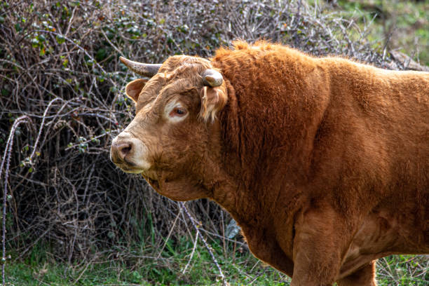 istock portrait of red brave bull 2158302606