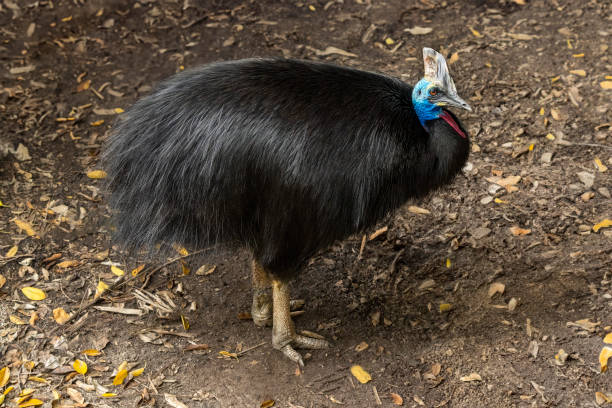 istock A free ranging Southern Cassowary (Casuarius casuarius) standing on a leafy ground. A large colorful flightless bird. 2158302702