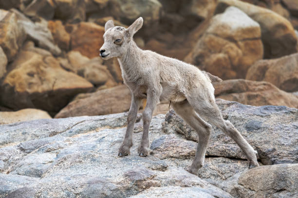 Big Horn Sheep in Yellowstone National Park