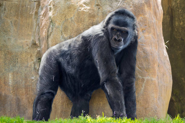 This gorilla is sitting and looking in contemplation