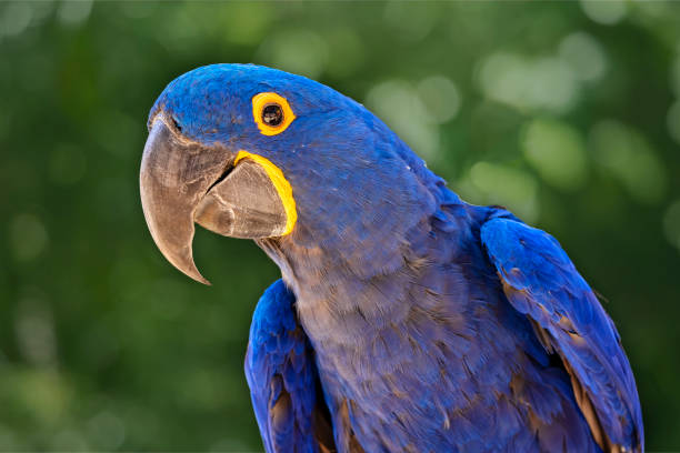 istock Blue macaw closeup (Ara ararauna), exotic bird with blurred green bokeh background 2158303356
