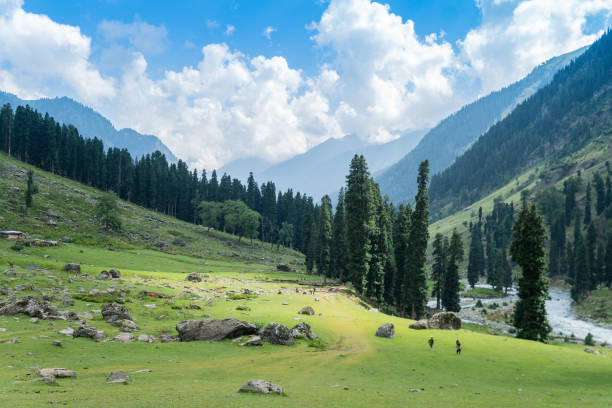 istock A river runs through a green forest in the Himalayas, highlighting its natural beauty, Kashmir, India 2158304691