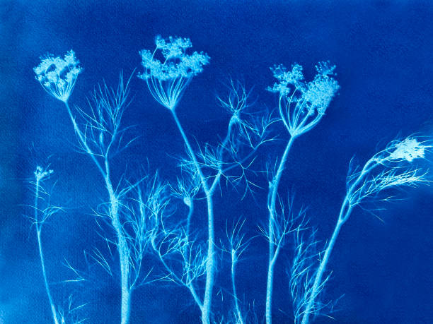 istock Dill grass in blue print background. Cyanotype illustration 2158305128