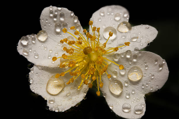 A beautiful macro flower with water droplets