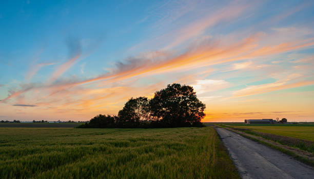 orangefarbene zirruswolken über ein paar bäumen in der landschaft - holland orange stock-fotos und bilder