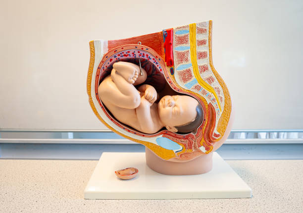 istock Model of a human fetus 2158307051